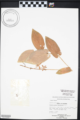 Aristolochia reticulata image