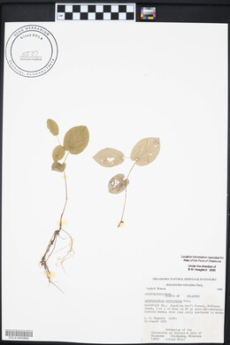 Aristolochia reticulata image