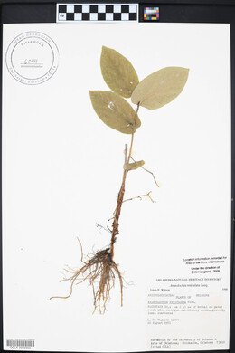 Aristolochia reticulata image