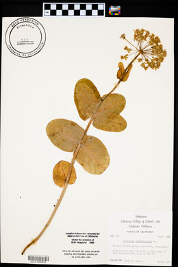 Asclepias amplexicaulis image