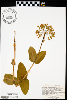 Asclepias amplexicaulis image