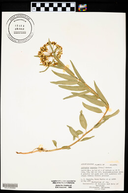 Asclepias asperula image