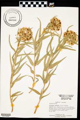 Asclepias asperula image