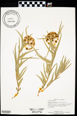 Asclepias asperula image