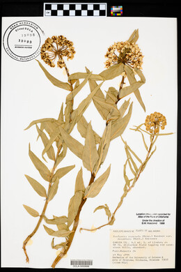 Asclepias asperula image