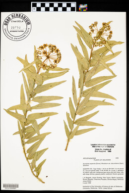 Asclepias asperula image