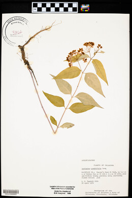 Asclepias quadrifolia image