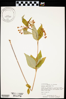 Asclepias quadrifolia image