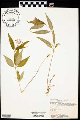 Asclepias quadrifolia image