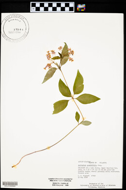 Asclepias quadrifolia image