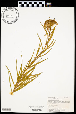 Asclepias stenophylla image