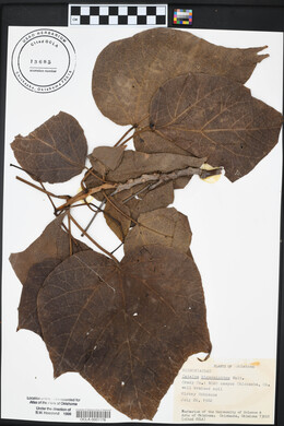 Catalpa bignonioides image