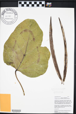 Catalpa speciosa image