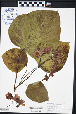 Catalpa bignonioides image