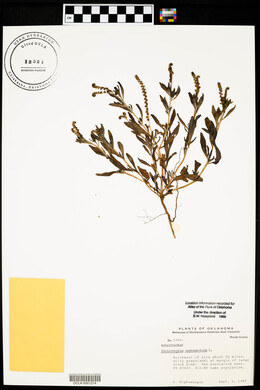 Heliotropium curassavicum image