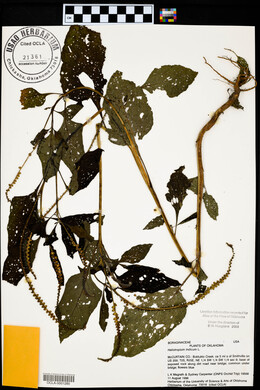 Heliotropium indicum image