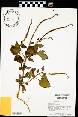 Heliotropium indicum image