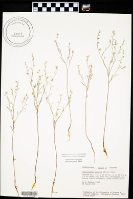 Heliotropium tenellum image