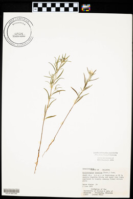 Heliotropium tenellum image
