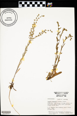 Lappula occidentalis var. occidentalis image