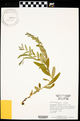 Lithospermum canescens image