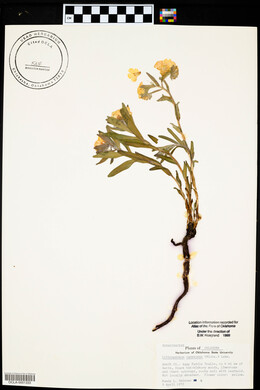 Lithospermum canescens image