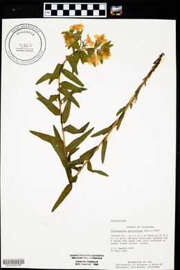 Lithospermum caroliniense image