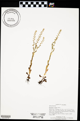 Myosotis verna image
