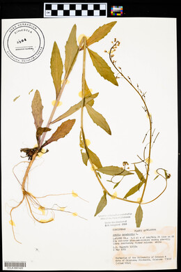 Borodinia canadensis image