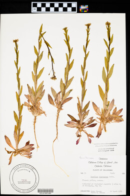 Camelina microcarpa image