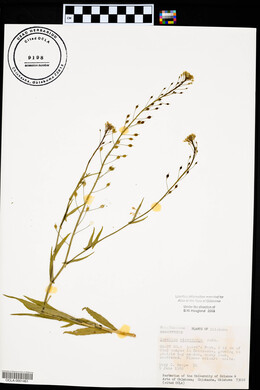 Camelina microcarpa image