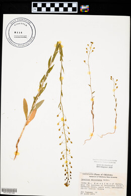 Camelina microcarpa image