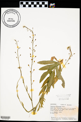 Camelina microcarpa image