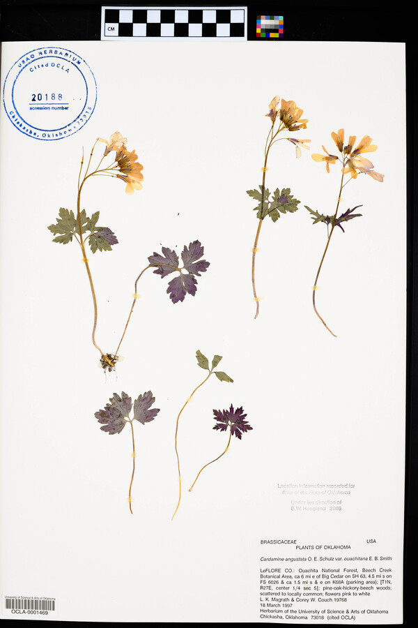 Cardamine angustata var. ouachitana image