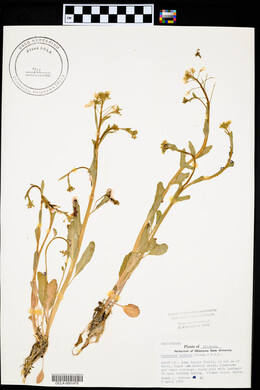 Cardamine bulbosa image