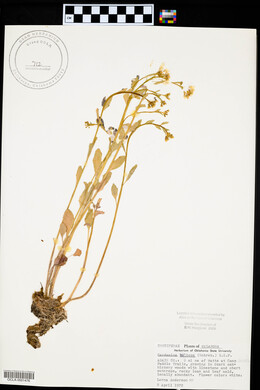 Cardamine bulbosa image