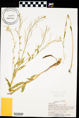 Cardamine bulbosa image