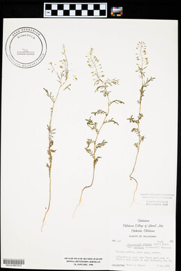 Descurainia pinnata subsp. halictorum image