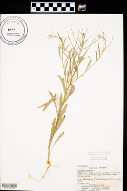 Erysimum repandum image