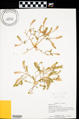 Lepidium oblongum image