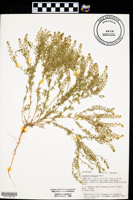 Lepidium oblongum image