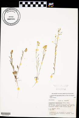 Physaria angustifolia image