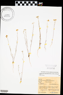 Physaria angustifolia image