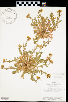 Physaria gordonii image