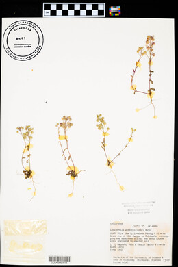 Physaria gordonii image