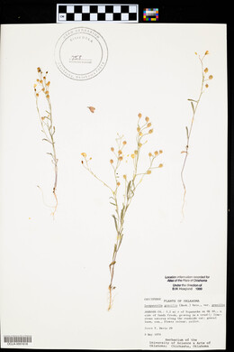 Physaria gracilis image