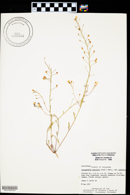 Physaria gracilis image