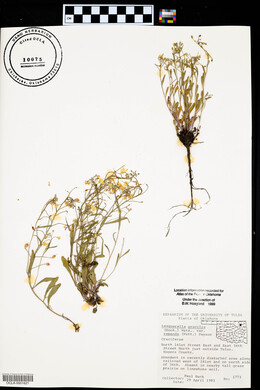 Physaria gracilis image