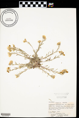 Physaria ovalifolia subsp. alba image