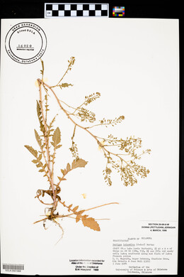 Rorippa palustris subsp. fernaldiana image